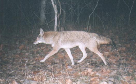 adamcoyote.jpg