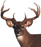 ani-chewingdeer.gif