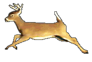 ani-runningdeer.gif