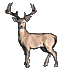 ani-shakeheaddeer.gif