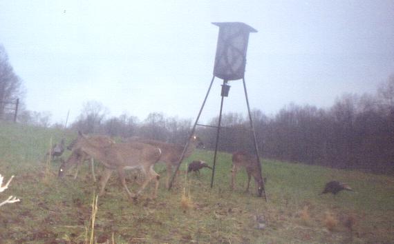 deerandturks4803.jpg