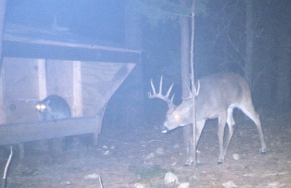 rodbuck03a.jpg