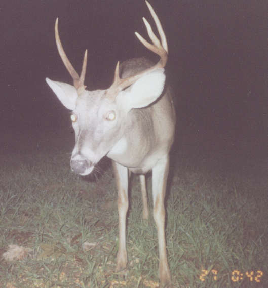 sept7buck.jpg