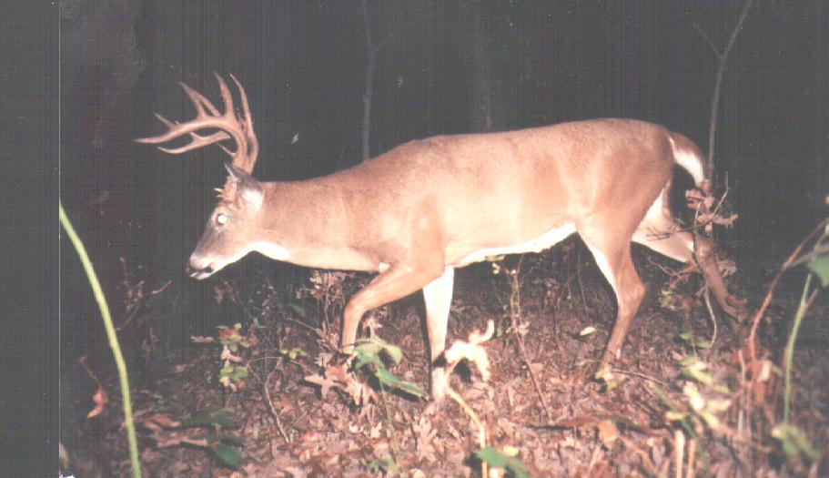waynebuck.jpg